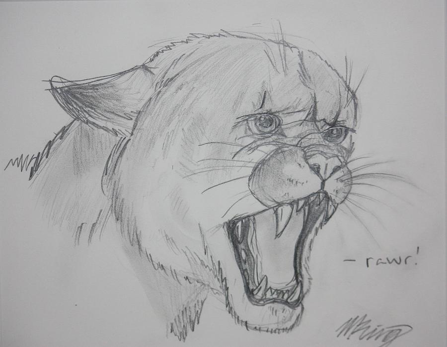 900x699 Big Cat Drawing By Mackenzie Ring - Big Cat Sketches