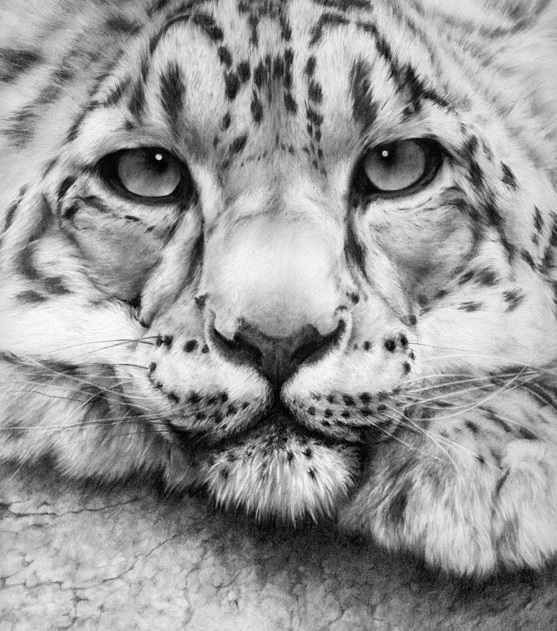 794x900 Big Cat Drawings Fine Art America - Big Cat Sketches