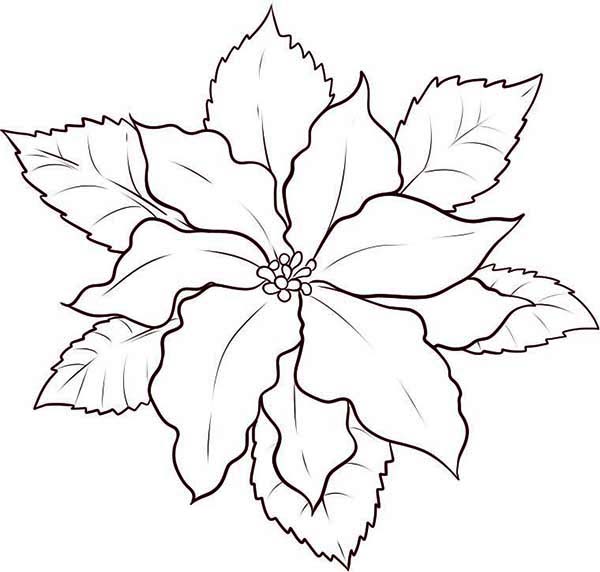 600x572 How To Make Poinsettia Flower Sketch Coloring Page - Big Flower Sketch