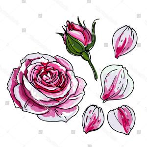 300x300 Photostock Vector Vector Watercolor Drawing Isolated Floral - Big Flower Sketch