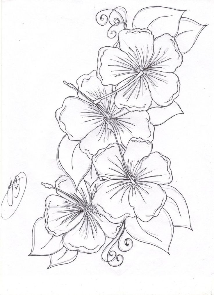 736x1013 Pin By Paula Delamielleure Strachan On Tattoo - Big Flower Sketch