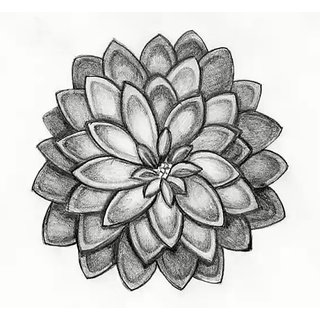 320x320 Buy A Big Flower Online - Big Flower Sketch