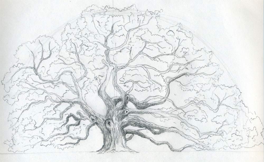 1000x616 Draw An Oak Tree. Angel Oak Tree. - Big Sketches