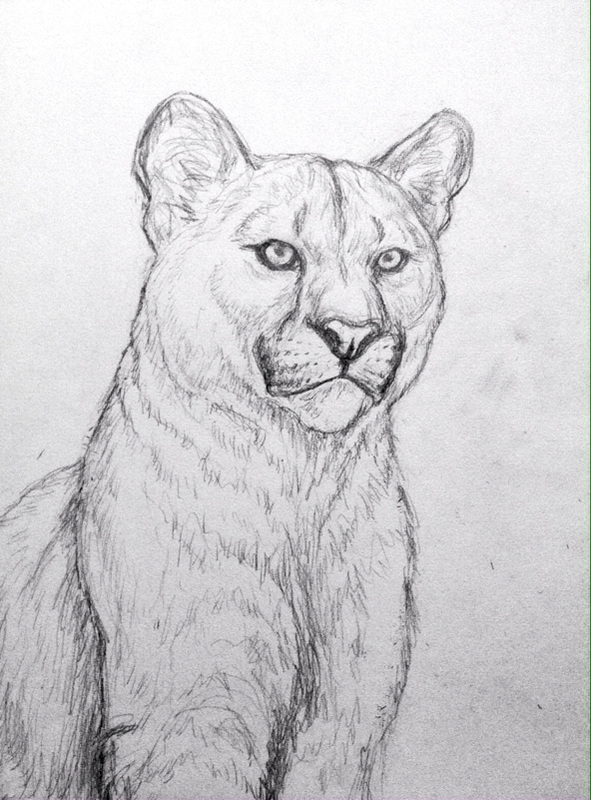 591x800 New Sketches For The Big Cat Pastel Portrait Series - Big Sketches