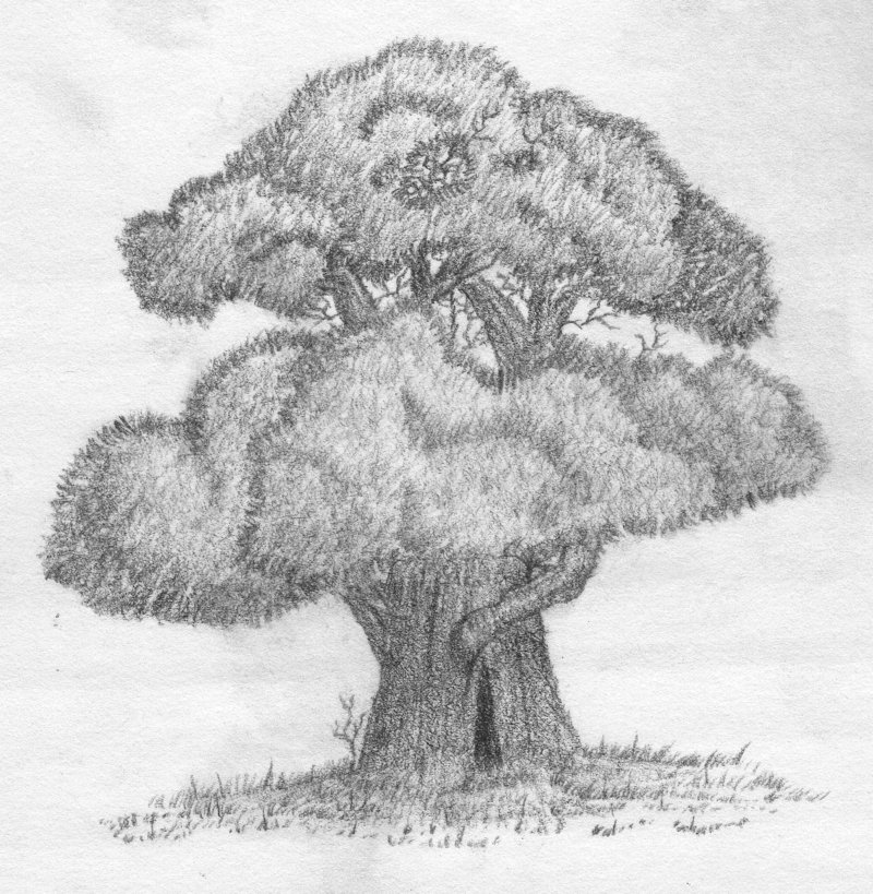 800x819 Big Old Tree By Mister A - Big Tree Sketch