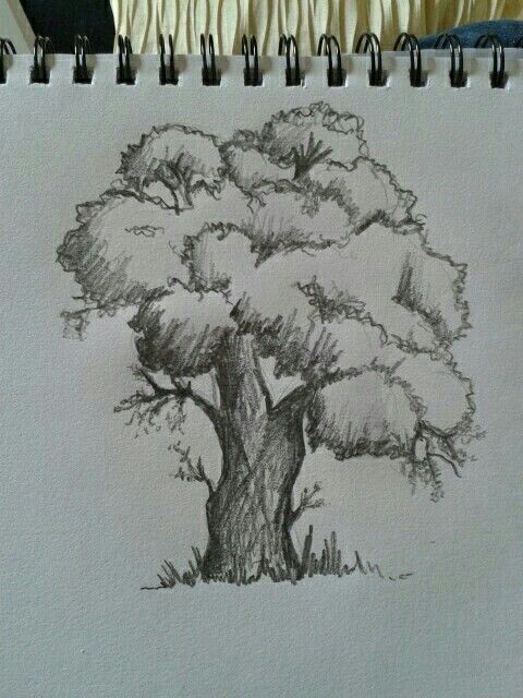 480x640 Big Tree Draw Drawings, Art And Art Drawings - Big Tree Sketch