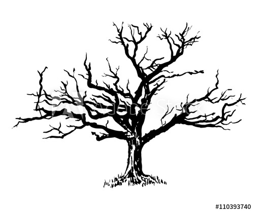 500x417 Drawing A Big Old Sprawling Dry Tree Graphic Ink Isolate Sketch - Big Tree Sketch