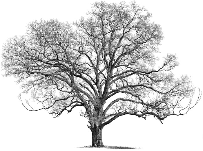 700x523 Big Tree Studio Wab Page, Bigpecan 2 - Big Tree Sketch