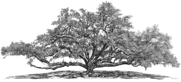 700x318 Big Tree Studio Wab Page, Therapy Oak - Big Tree Sketch