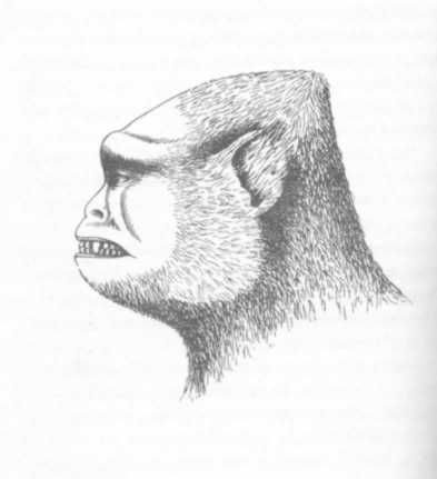 393x431 What Changed The Face Of Bigfoot - Bigfoot Sketch