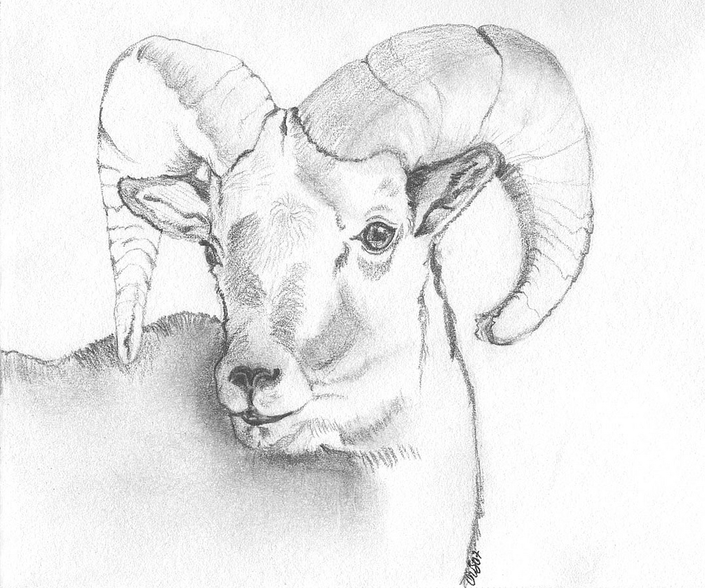 1024x855 Bighorn Sheep Ram Graphite Drawing Of Bighorn Sheep Ram. Peggy - Bighorn Sheep Sketch