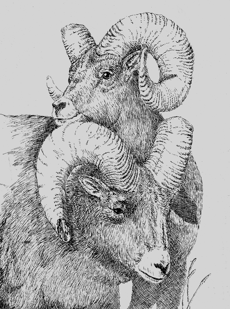 763x1024 Bighorn Sheep Sketch I Found This In A Box In The Pole - Bighorn Sheep Sketch