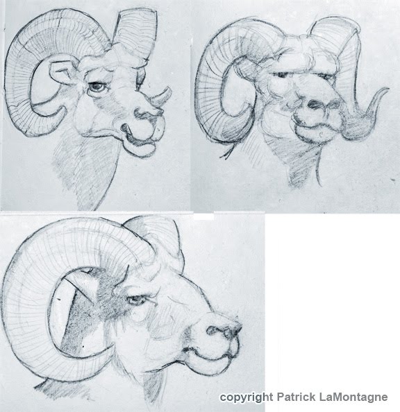 576x594 Bighorn Sheep Sketches - Bighorn Sheep Sketch