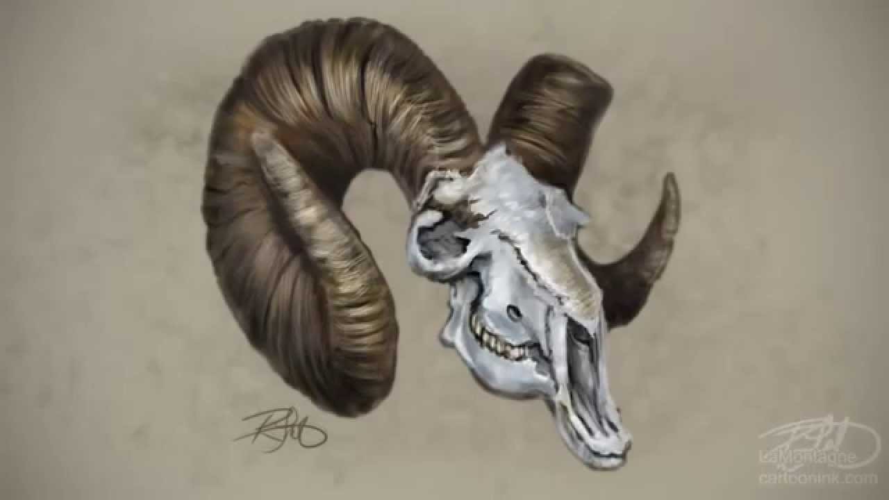 1280x720 Bighorn Sheep Skull - Bighorn Sheep Sketch
