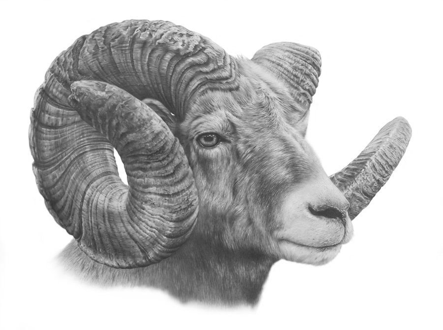 900x670 Bighorn Sheep Study By Denismayerjr - Bighorn Sheep Sketch