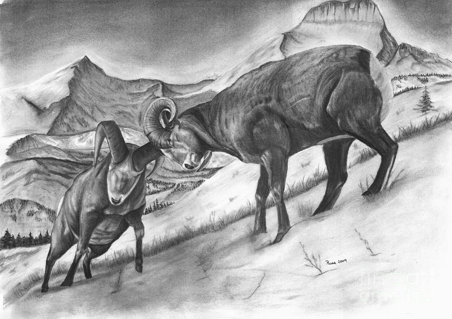900x635 Bighorn Sheep The Battle For Supremacy Drawing By Russ Smith - Bighorn Sheep Sketch