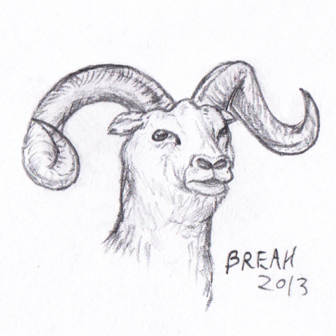 480x480 Bighorn Sheep Sketch Art By Breah - Bighorn Sheep Sketch