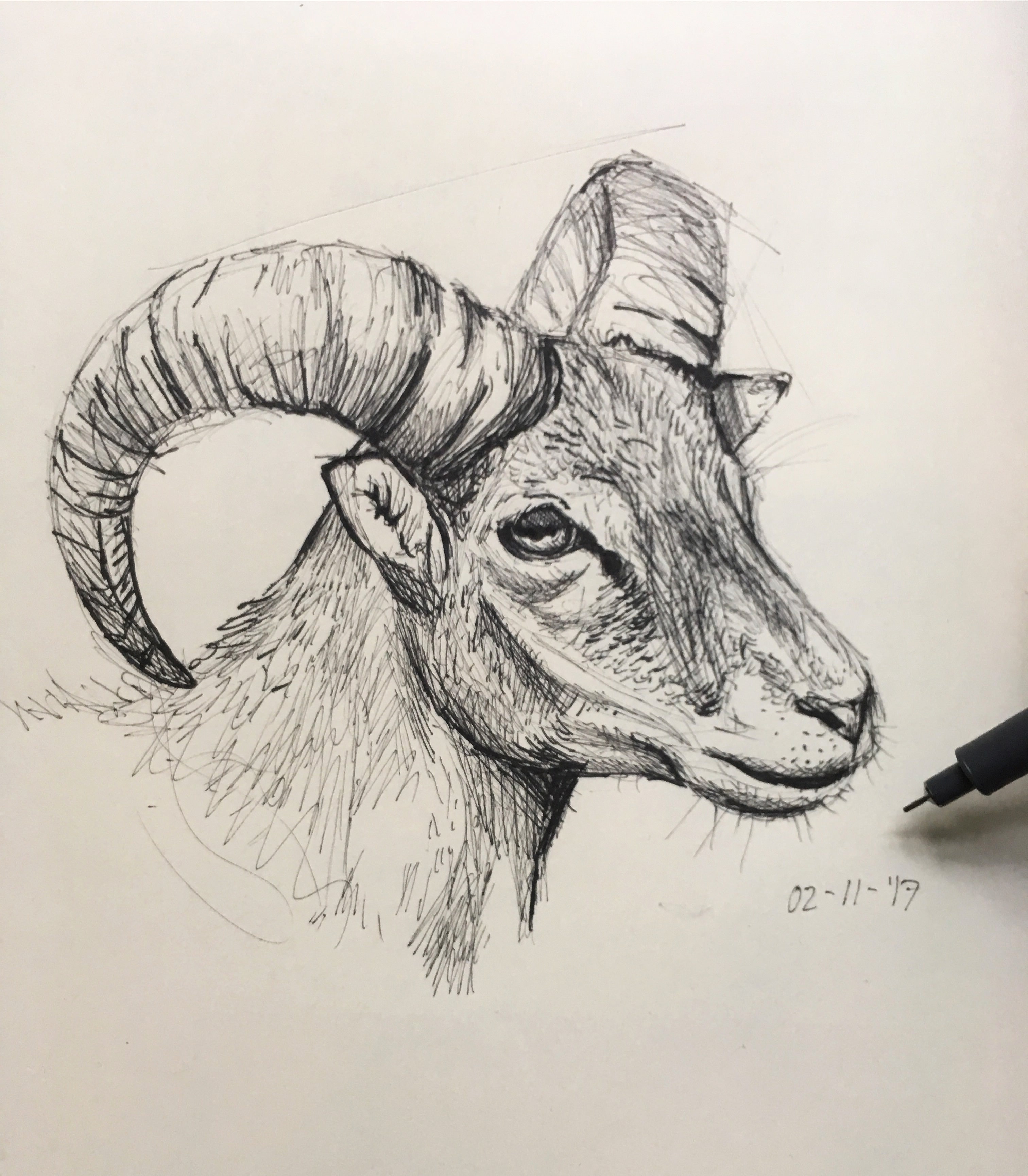 Bighorn Sheep Sketch at PaintingValley.com | Explore collection of ...