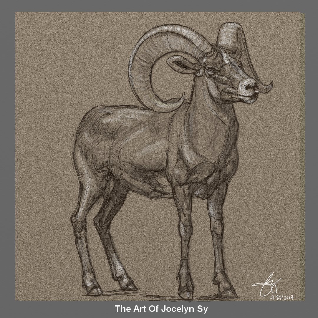 1080x1080 Bunny Rabbit Pixie Dust Daily Sketch Day 53 - Bighorn Sheep Sketch