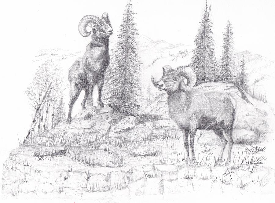 900x665 Colorado Rocky Mountain Sheep Drawing By Syl Lobato - Bighorn Sheep Sketch