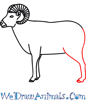 300x350 How To Draw A Bighorn Sheep - Bighorn Sheep Sketch
