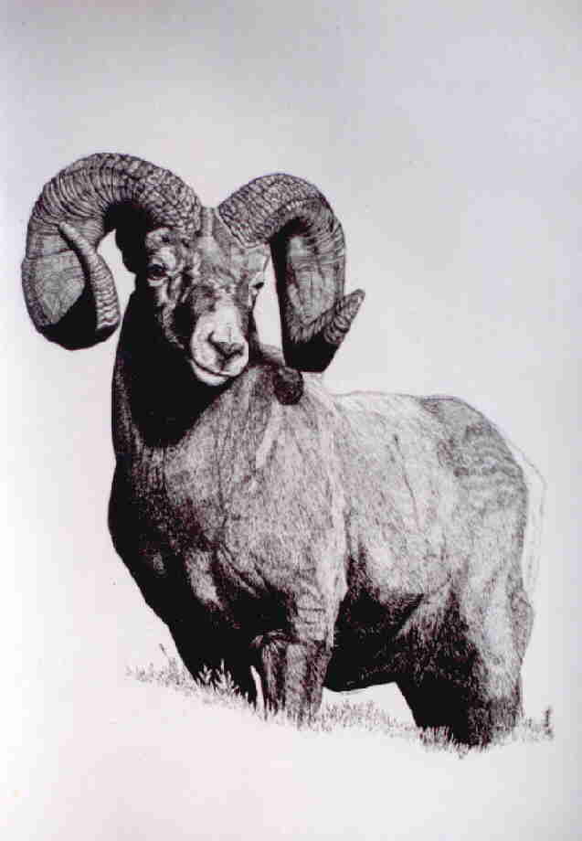 Bighorn Sheep Sketch at Explore collection of