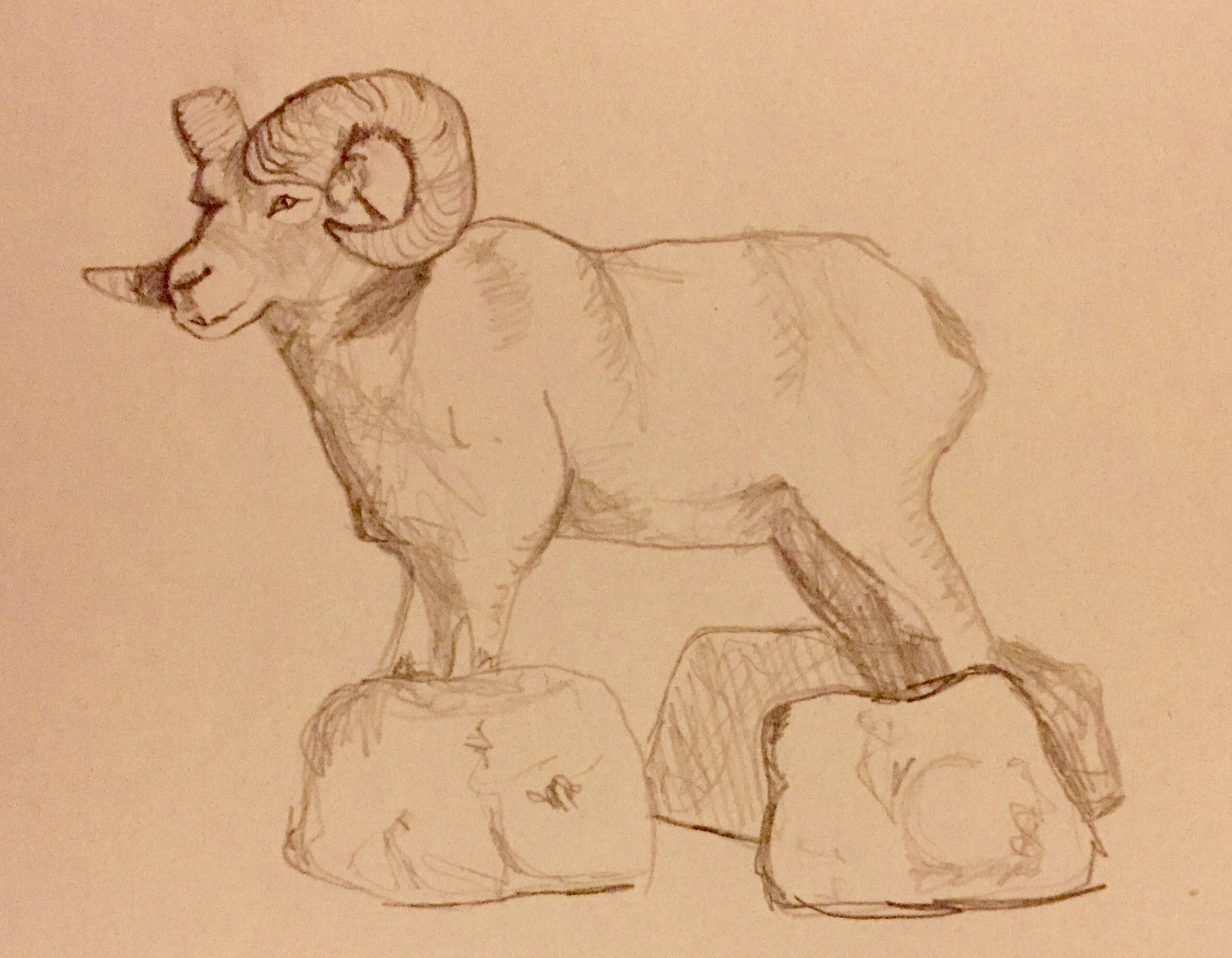 2356x1832 Sunday Sketch Big Horn Sheep - Bighorn Sheep Sketch