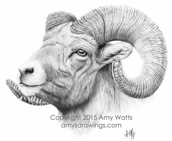 585x480 Drawing Painting Charcoal Graphite Wildlife Bighorn Sheep Ram - Bighorn Sheep Sketch