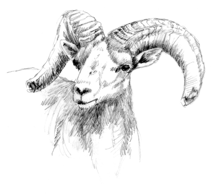 Bighorn Sheep Sketch at PaintingValley.com | Explore collection of ...