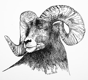 300x271 Big Horn Sheep Drawings Fine Art America - Bighorn Sheep Sketch