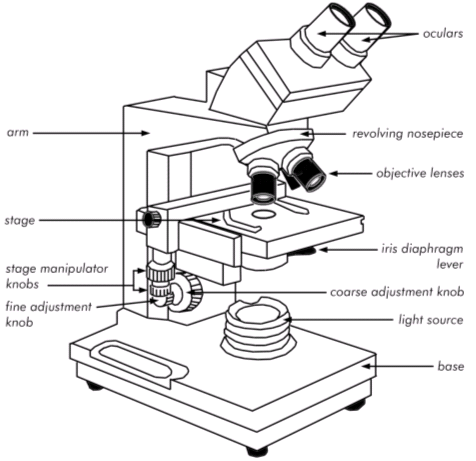 Binocular Microscope Sketch At Paintingvalleycom Explore