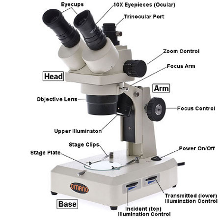 Binocular Dissecting Microscope Labeled