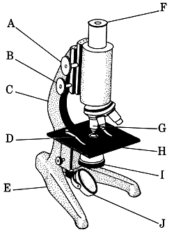 250x332 Tsetse Biology, Systematics And Distribution, Techniques - Binocular Microscope Sketch