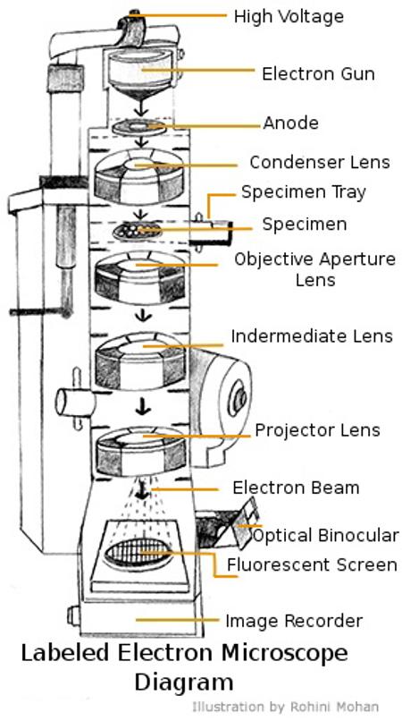 450x806 A Study Of The Microscope And Its Functions With A Labeled Diagram - Binocular Microscope Sketch