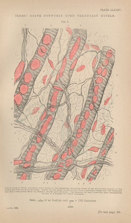 452x768 All About Glass Corning Museum Of Glass - Binocular Microscope Sketch