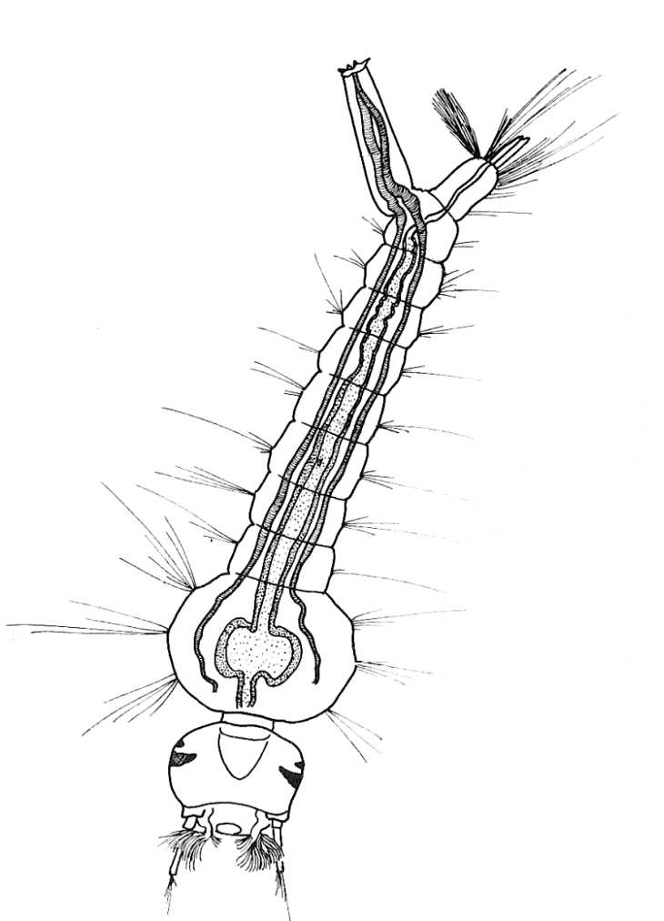 730x1012 Biological Drawings. Insects. Mosquito Larva. Biology Teaching - Biological Sketch