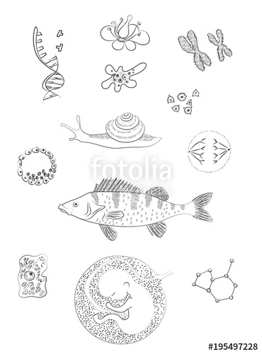 370x500 Biological Image. Flower, Cell, Chromosomes, Perch Fish, Molecule - Biological Sketch