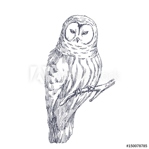 Biological Sketch at Explore collection of