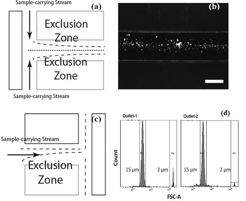 Biological Sketch at Explore collection of