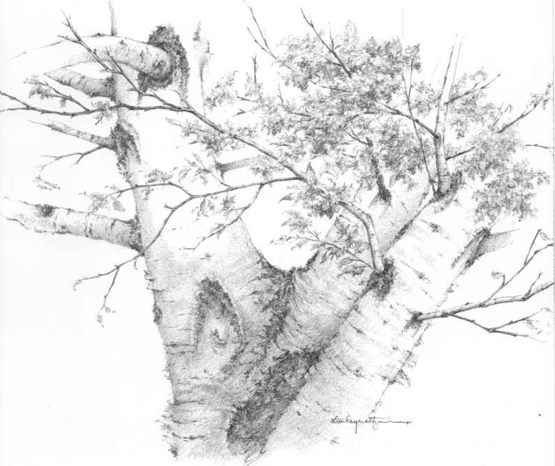 795x668 Birches - Birch Tree Sketch