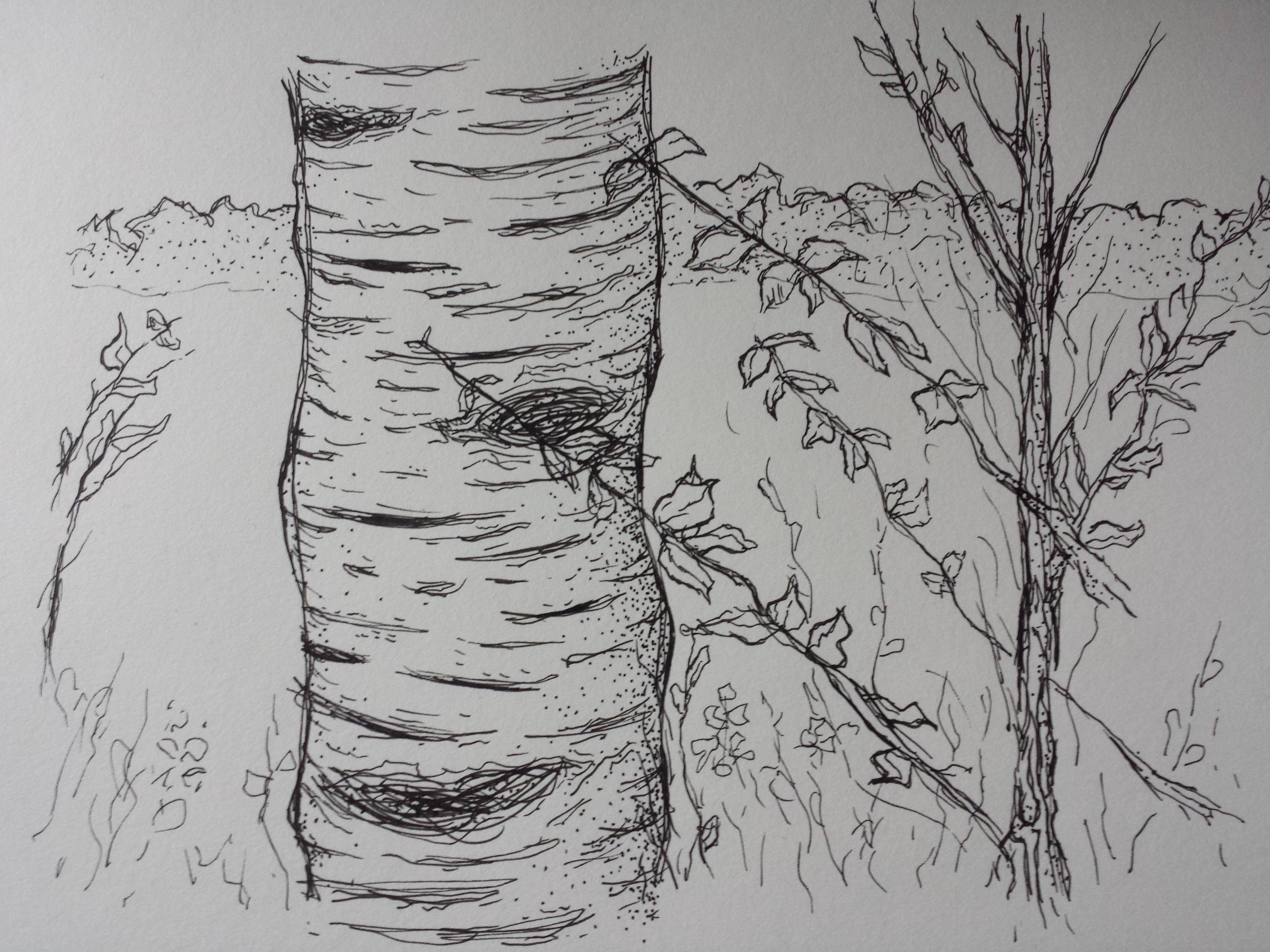 3302x2477 May 16th - Birch Tree Sketch