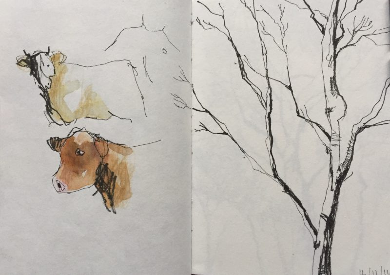 800x564 Peak District Silver Birch Tree, Sketch By Sian Hughes Sian - Birch Tree Sketch