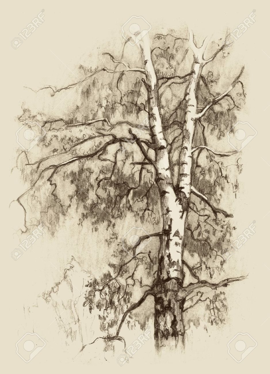 939x1300 Rezultat S Izobrazhenie Za Birch Tree Sketch Graphic Art - Birch Tree Sketch
