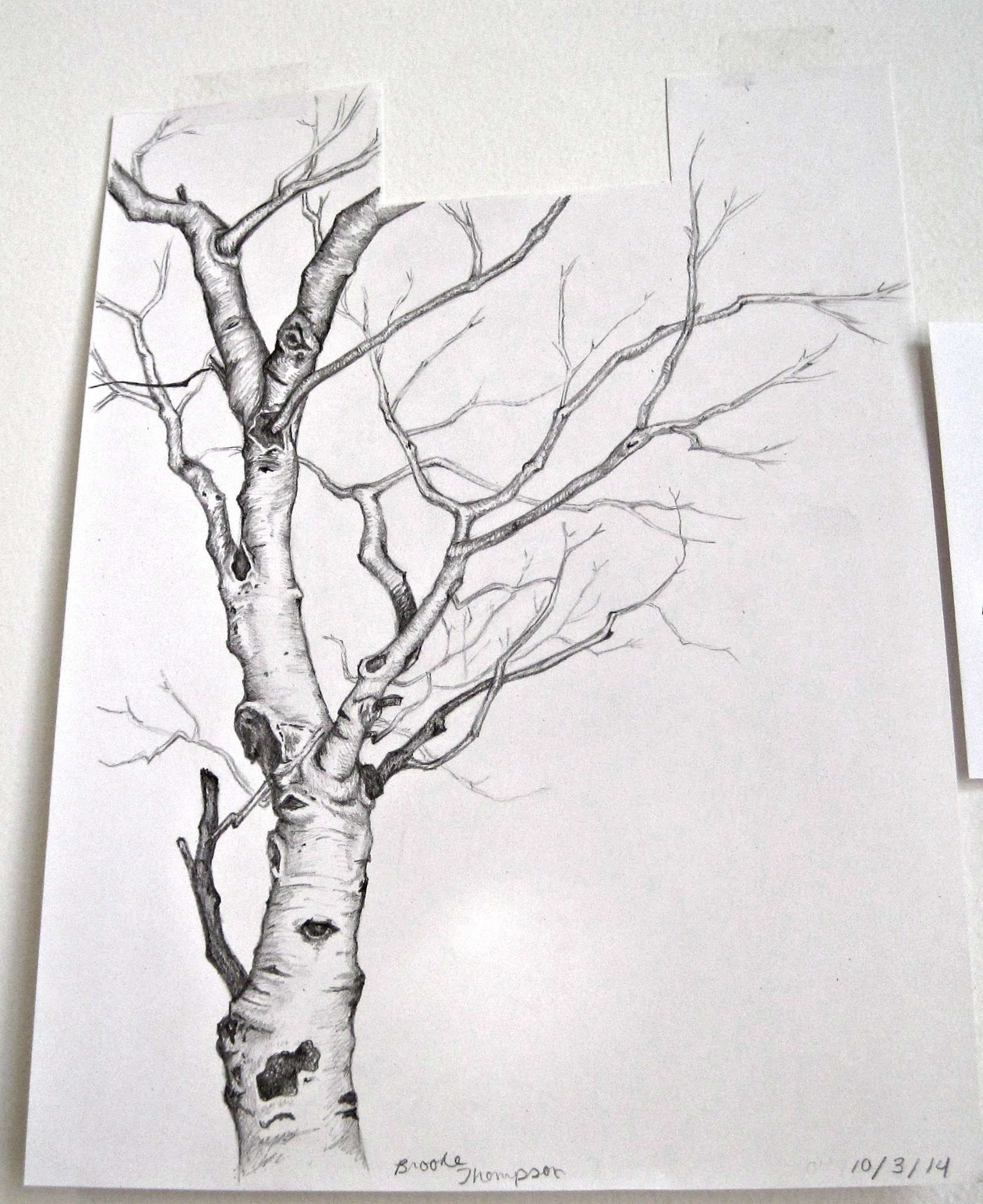 Birch Tree Sketch at Explore collection of Birch