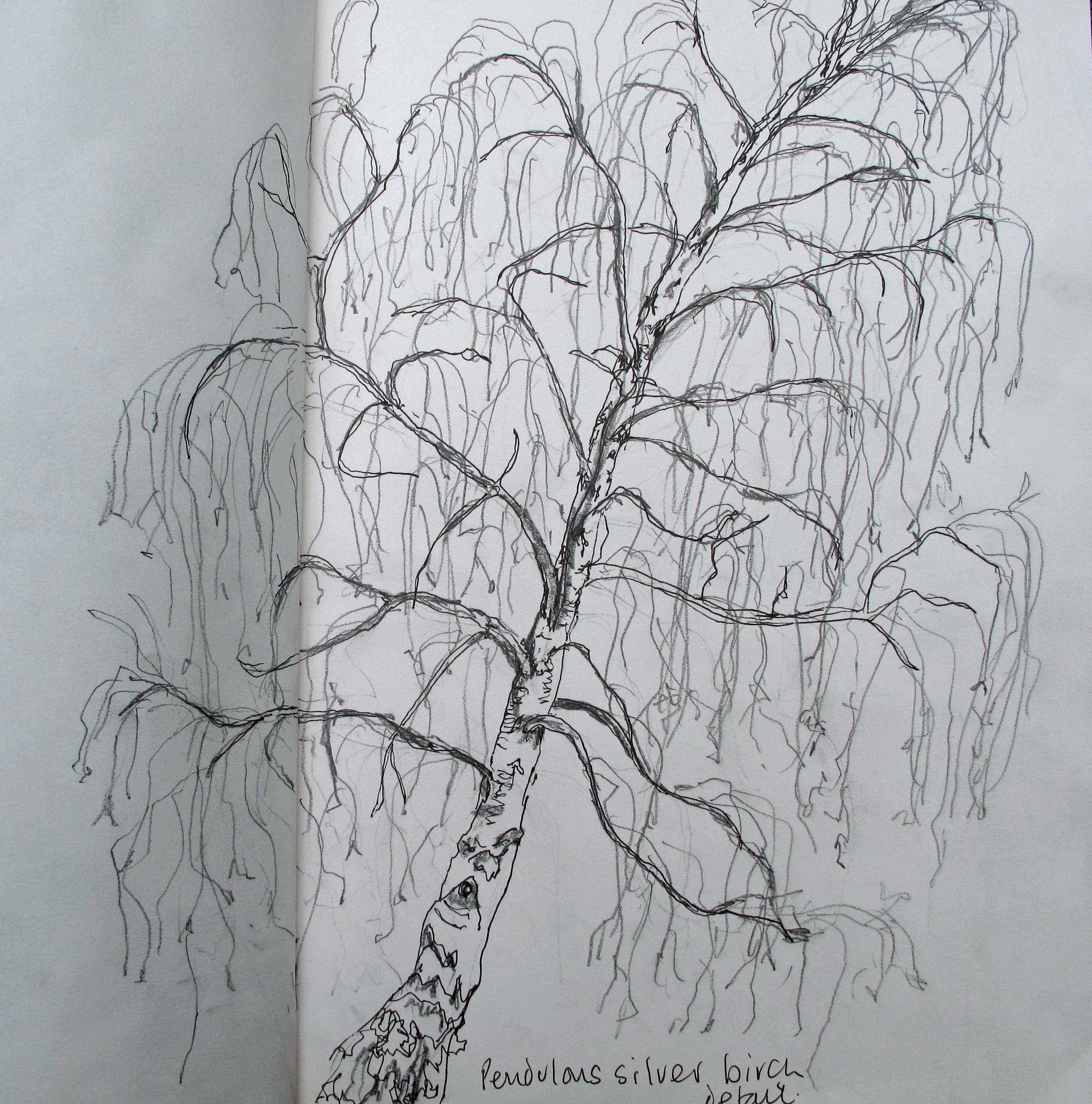 2973x3007 Sketching An Individual Tree (2) Birches - Birch Tree Sketch