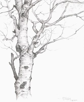 332x400 Tree Drawing. This Makes Me Want To Break Out The Old Sketchbook - Birch Tree Sketch