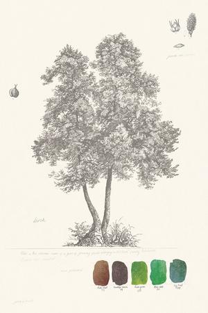 300x450 Tree Sketch - Birch Tree Sketch