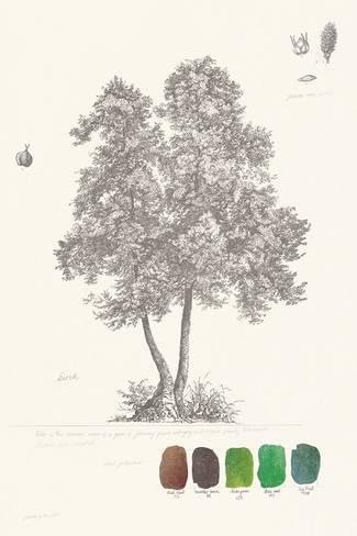 325x488 Tree Sketch - Birch Tree Sketch