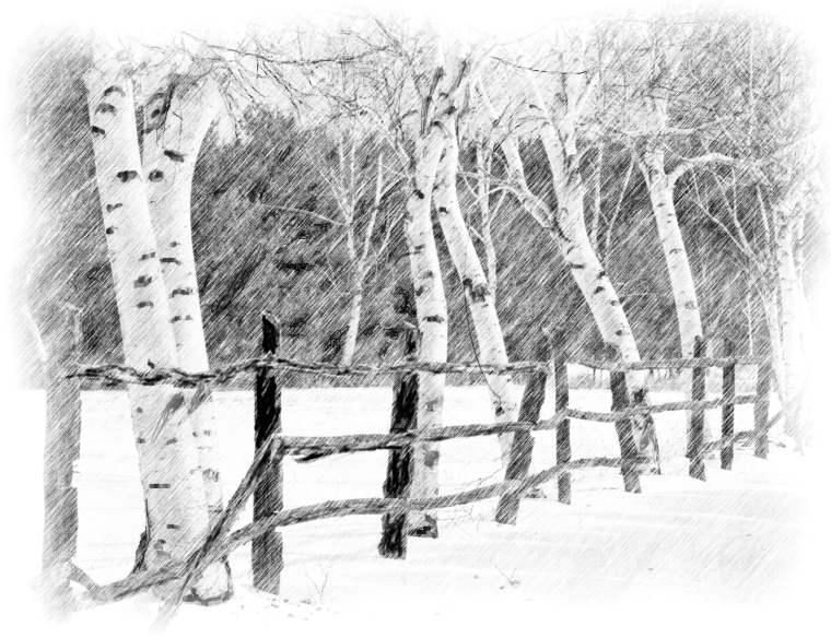 760x584 Winter Birch Sketch - Birch Tree Sketch
