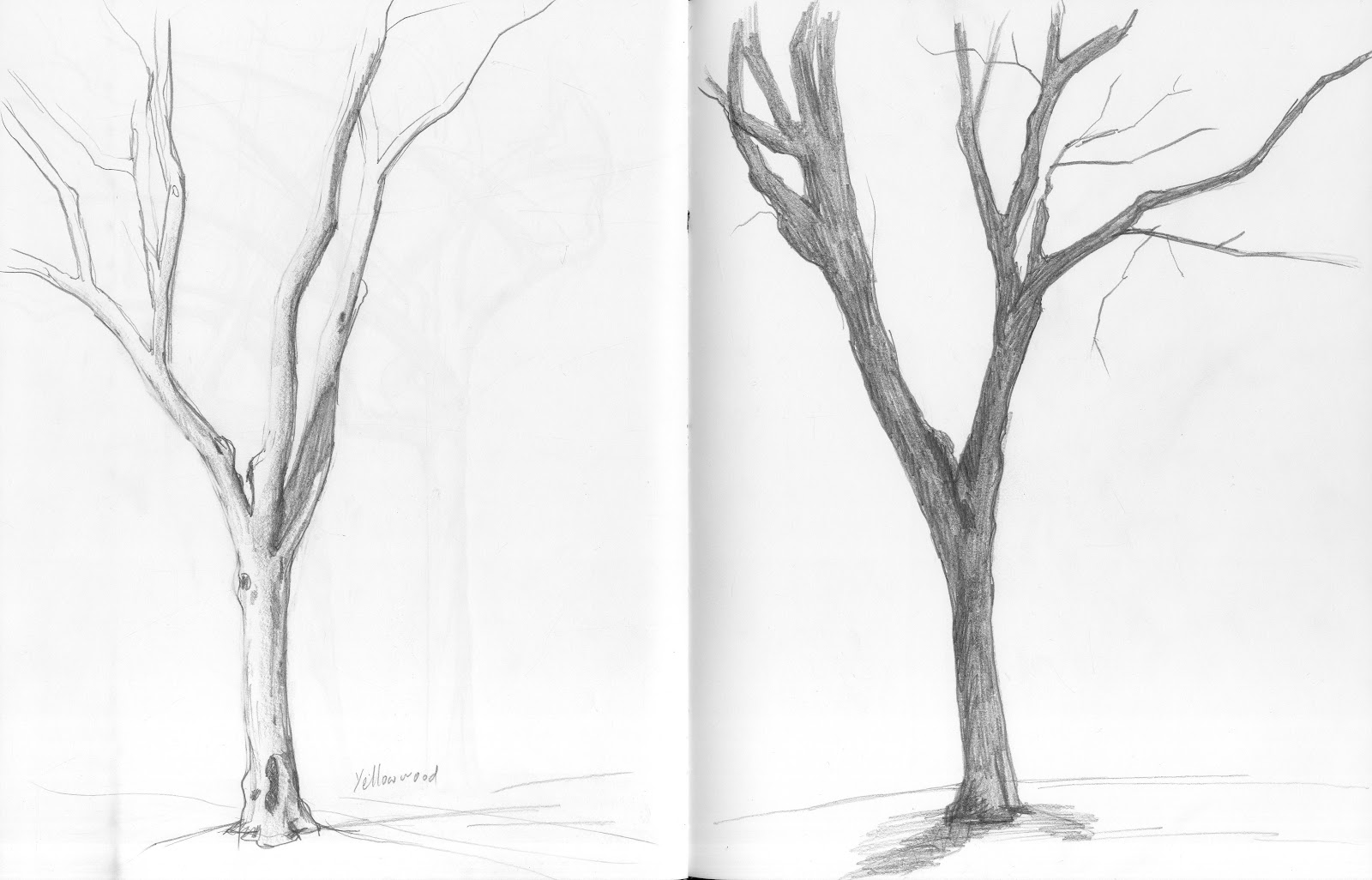 1600x1026 Destroying The Belief Of Linear Progression Tree Sketch - Birch Tree Sketch